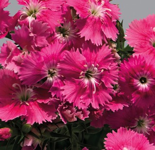 img-0: Гвоздика Чиба Пинк [250 шт] - ООО «Семена Тут»