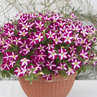Петуния гибридная Стеллина Стар [100 драже] - ООО «Семена Тут»
