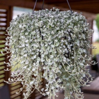 img-0: Дихондра Сильвер Серфер [100 шт] - ООО «Семена Тут»