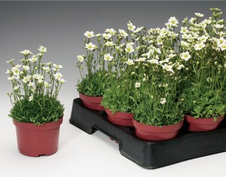 img-1: Камнеломка арендса Хайлендер Вайт [1000 драже] - ООО «Семена Тут»