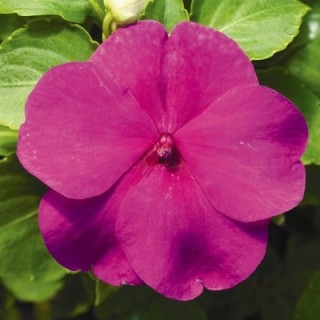 Бальзамин Акцент Премиум Лилак [100 шт] - ООО «Семена Тут»