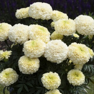 img-0: Бархатцы прямостоячие Вайтголд Макси [50 шт] - ООО «Семена Тут»