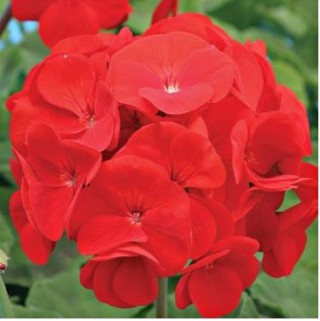 Пеларгония зональная Алена [100 шт] - ООО «Семена Тут»