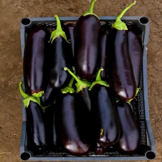 Баклажан Алмаз - ООО «Семена Тут»