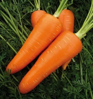 img-0: Морковь Алтаир F1 (инкруст. семена) - ООО «Семена Тут»