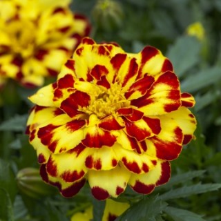 Бархатцы отклоненные Алюмиа Крем Брюле [1000 шт] - ООО «Семена Тут»