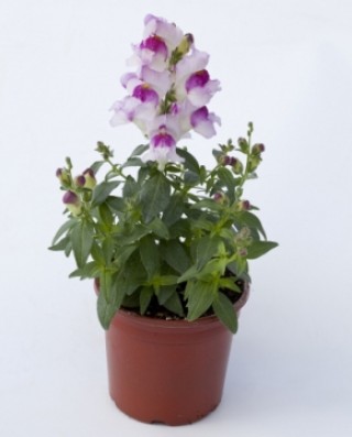 img-1: Львиный зев Крэкл энд Поп Лавендер Биколор [1000 шт] - ООО «Семена Тут»