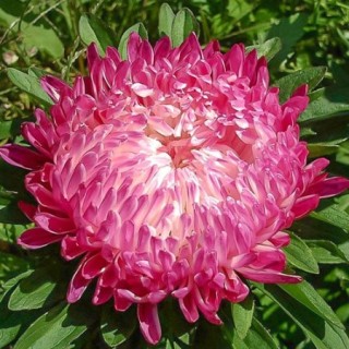 img-1: Астра Седая Дама - ООО «Семена Тут»