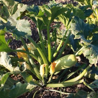 img-0: Кабачок Азов F1 - ООО «Семена Тут»