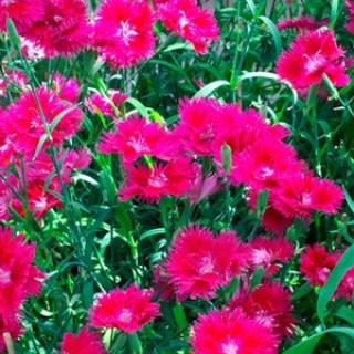 img-0: Гвоздика Элеганс Ред [500 шт] - ООО «Семена Тут»