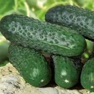 img-0: Огурец Барвина F1 - ООО «Семена Тут»