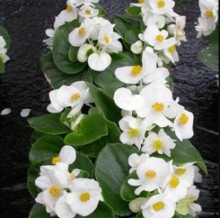 img-2: Бегония вечноцветущая Имперор F1 Вайт [1000 драже] - ООО «Семена Тут»