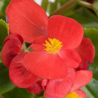 img-0: Бегония вечноцветущая Имперор F1 Ред [1000 драже] - ООО «Семена Тут»