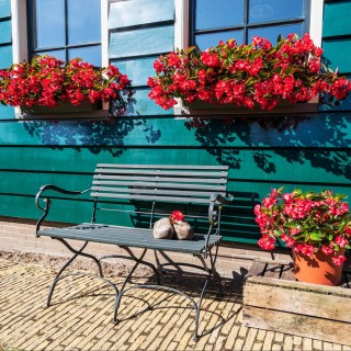 img-1: Бегония гибридная Викинг Эксплорер F1 Ред он Грин [1000 драже] - ООО «Семена Тут»