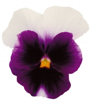 Виола крупноцветковая Ультима Бекон Блю [1000 шт] - ООО «Семена Тут»