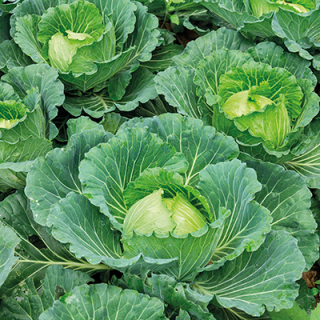 Капуста белокочанная Беладонна F1 - ООО «Семена Тут»