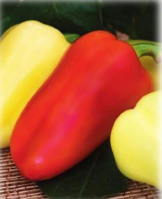 Перец Белогор F1 (инкруст.семена) - ООО «Семена Тут»