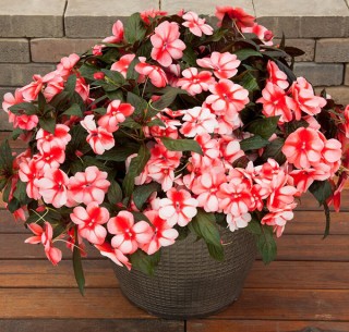 img-1: Бальзамин новогвинейский Флорифик F1 Свит Оранж [1000 шт] - ООО «Семена Тут»