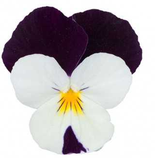 Виола рогатая Перфето Блю энд Вайт [100 шт] - ООО «Семена Тут»