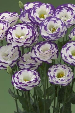 img-1: Эустома Крома 3 Блю Пикоти [500 драже] - ООО «Семена Тут»