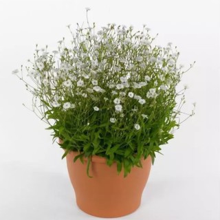 img-1: Смолевка Старри Дримс [1000 драже] - ООО «Семена Тут»