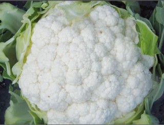 img-1: Капуста цветная Боник F1 - ООО «Семена Тут»