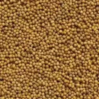 img-1: Горчица белая Семеновская - ООО «Семена Тут»