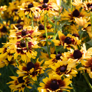 img-1: Рудбекия Денвер Дейзи [100 драже] - ООО «Семена Тут»