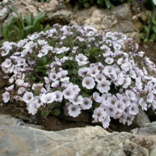 img-1: Гипсофила Пикси Сплеш  [1000 шт] - ООО «Семена Тут»