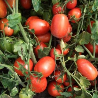 Томат Калиста F1 - ООО «Семена Тут»