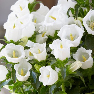 img-0: Колокольчик средний Эппил Вайт [1000 драже] - ООО «Семена Тут»