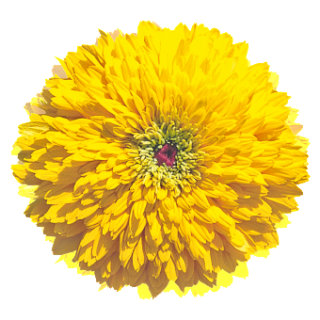 img-0: Рудбекия Майя [250 драже] - ООО «Семена Тут»