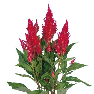 img-0: Целозия перистая Сэнчири Роуз [1000 шт] - ООО «Семена Тут»