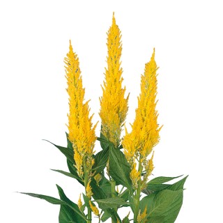 img-0: Целозия перистая Сэнчири Еллоу [1000 шт] - ООО «Семена Тут»