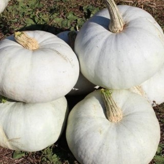 Тыква крупноплодная Крошка - ООО «Семена Тут»