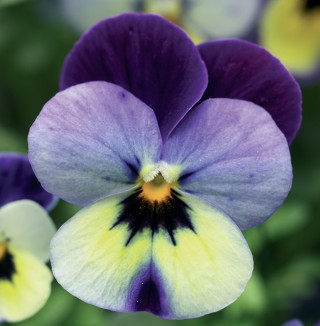 img-0: Виола рогатая Эндурио F1 Блю Еллоу виз Пурпл Винг [1000 шт]*** - ООО «Семена Тут»