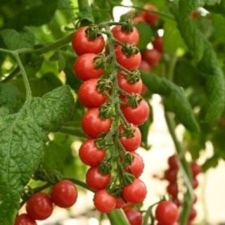 Томат Черри розовый - ООО «Семена Тут»