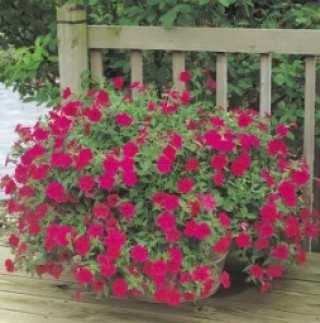 img-1: Петуния ампельная F1 Тайдал Вэйв Черри [1000 драже] - ООО «Семена Тут»