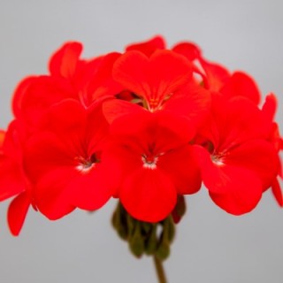 Пеларгония зональная Горизонт Шедоу Ред [100 шт] (инкруст. семена) - ООО «Семена Тут»