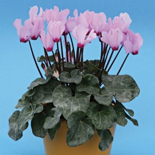 Цикламен Розмари F1 [100 шт] - ООО «Семена Тут»