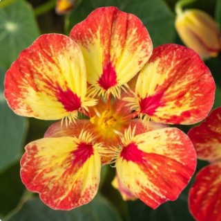 img-0: Настурция Айс Крим Сандей [1000 шт] - ООО «Семена Тут»