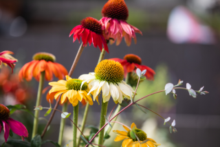 img-1: Эхинацея Поллинейшн микс [1000 шт] - ООО «Семена Тут»