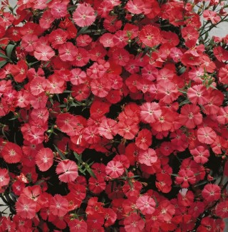 Гвоздика Даймонд Корал [100 шт] - ООО «Семена Тут»