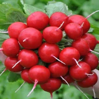 Редис Данило F1 - ООО «Семена Тут»