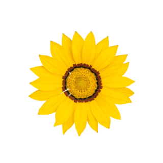 img-1: Газания Зени F1 Еллоу [100 шт] - ООО «Семена Тут»