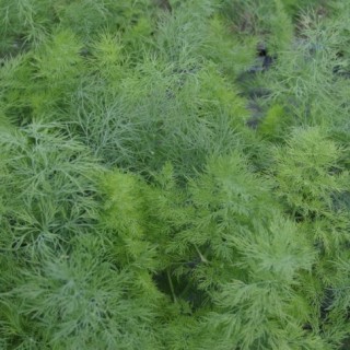 Укроп Денди - ООО «Семена Тут»