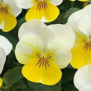 img-0: Виола рогатая Флорал Пауэр F1 Крем Еллоу Лип [1000 шт] - ООО «Семена Тут»