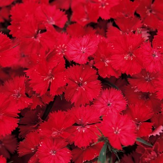 Гвоздика Даймонд Скарлет [100 шт] - ООО «Семена Тут»