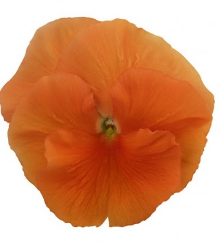 Виола крупноцветковая Премьер Дип оранж [1000 шт] - ООО «Семена Тут»
