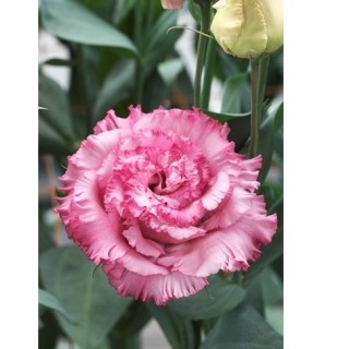 img-1: Эустома Корелли СУ 3 Дип Пинк [1150 драже] - ООО «Семена Тут»